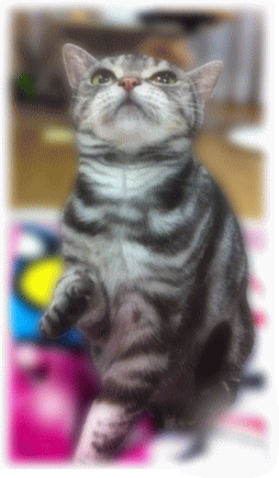 普段のブレンダちゃん