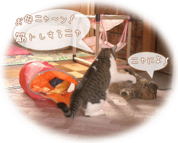 筋トレするニャ！