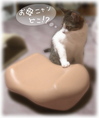 お母ニャン　どこ？