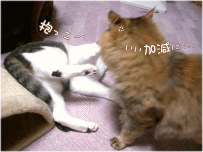 しつこ････