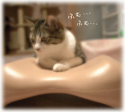 お悩み聞くのニャ～