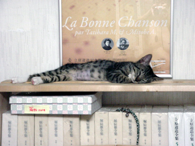 本棚の上で寝てしまいました