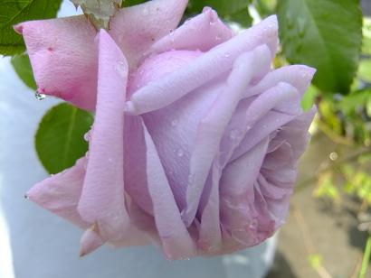 パープルローズ１.JPG