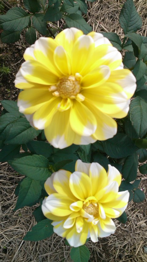 花２.jpg