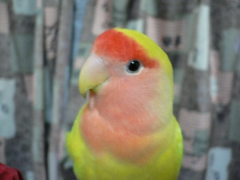 ivu