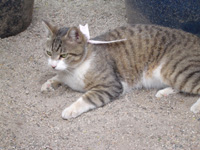 cat20050506005
