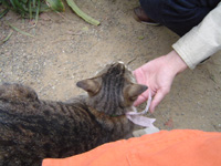 cat20050506001