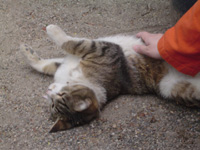 cat20050506004