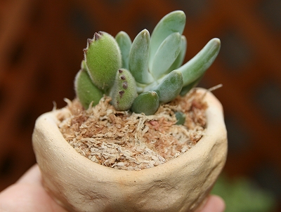 寄せ植えした多肉植物