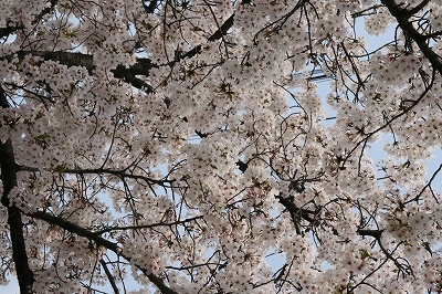 2007年4月8日の桜