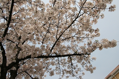 2007年4月8日の桜1