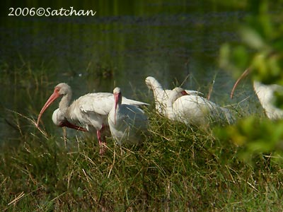 White Ibis 06