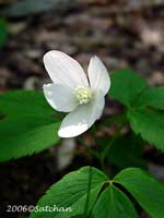 Mountain Anemone (thumbnail)
