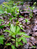 Whorled Pogonia