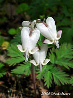 Squirrel Corn (thumbnail)