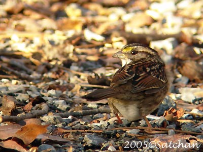 White-throated Sparrow 03