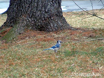 Blue Jay 04