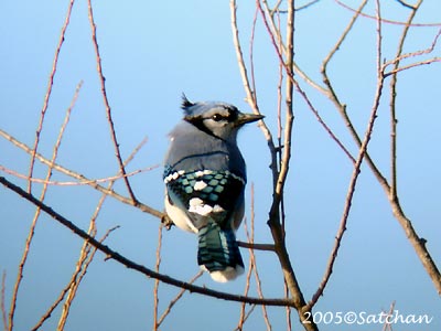 Blue Jay 05