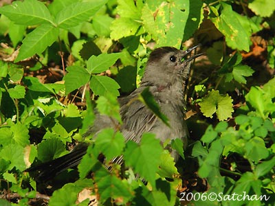 Gray Catbird 04