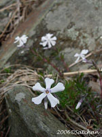 Moss Phlox (thumbnail)