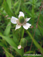 Thimbleweed (thumbnail)