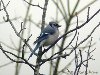 Blue Jay 06