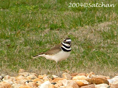 Killdeer 00