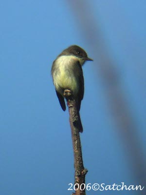 Eastern Phoebe 01