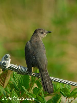 Gray Catbird 05