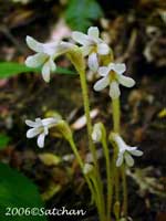 One-flowered Cancer Root (thumbnail)