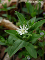 Star Chickweed (thumbnail)