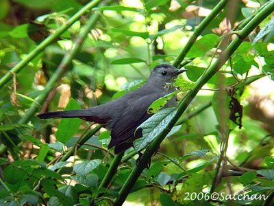 Gray Catbird 06