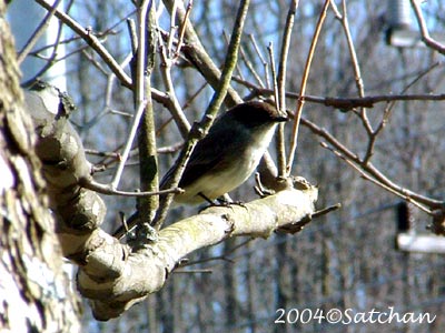 Eastern Phoebe 00