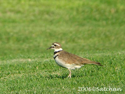 Killdeer 02