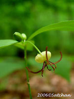 Indian Cucumber Root (thumbnail)