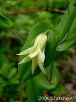 Perfoliate Bellwort (thumbnail)