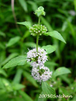 Wild Mint (thumbnail)