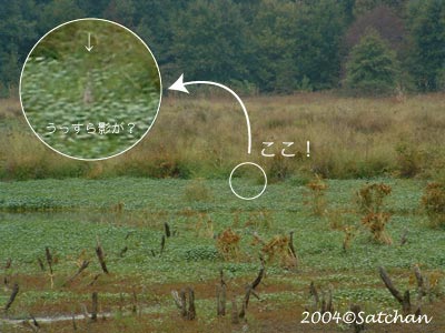 American Bittern 001