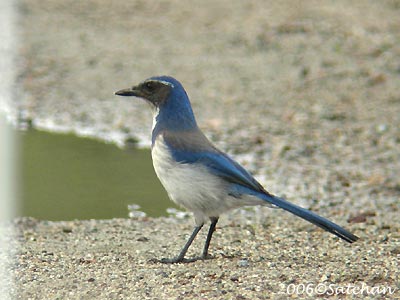 Western Scrub Jay 02