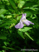 Winged Monkey Flower (thumbnail)