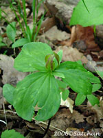 Toadshade (thumbnail)