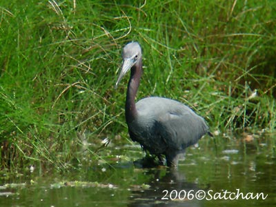 Little Blue Heron 03