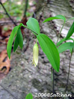 Sessile Bellwort (thumbnail)
