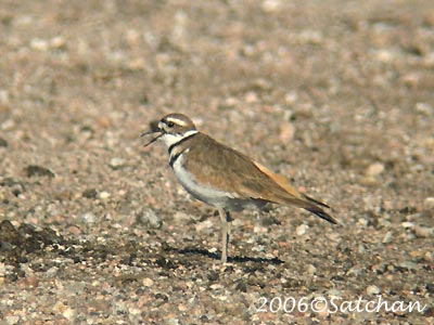 Killdeer 03