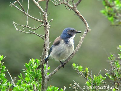Western Scrub Jay 03