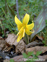 Trout Lily (thumbnail)