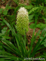 Fly Poison (thumbnail)