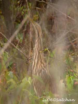 American Bittern 02