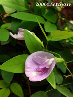 Butterfly Pea (thumbnail)