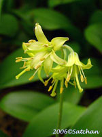 Yellow Clintonia (thumbnail)